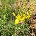 Cleome foliosa Habit
