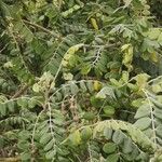 Sophora tomentosa Leaf