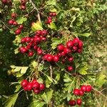 Crataegus monogyna Frucht