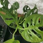 Monstera adansoniiपत्ता