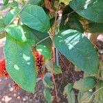 Combretum coccineum Blatt