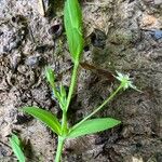 Stellaria alsine Blüte