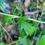 Valeriana tripteris पत्ता