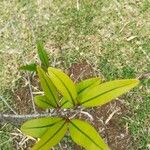 Erythroxylum laurifolium Leaf