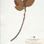 Henriettea granulata