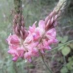 Onobrychis viciifolia Λουλούδι
