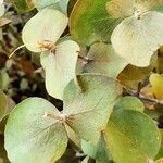 Eucalyptus pulverulenta Folha