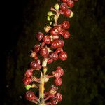 Isertia spiciformis Frukto