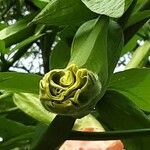 Brugmansia suaveolens Flower