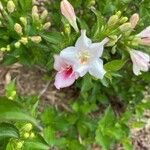 Weigela floridaফুল