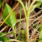 Orthilia secunda Bark