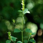 Agastache nepetoides Агульны выгляд