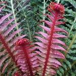 Blechnum brasiliense Листок