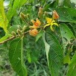 Grewia trichocarpa Flower