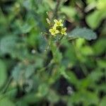 Sisymbrium erysimoides Flower