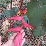 Heliconia collinsiana Blüte