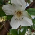 Eucryphia cordifolia Fiore