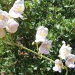 Penstemon palmeri Flor