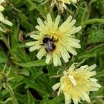 Hieracium berardianum Flower