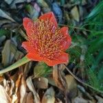 Haemanthus coccineus Flor