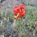 Lilium pomponium ফুল