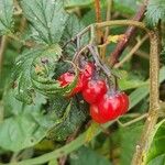 Solanum dulcamaraFruit