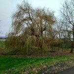 Salix × pendulina Habit