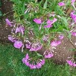 Phlox carolina Flower