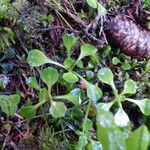 Saxifraga cuneifolia Leaf