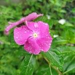 Catharanthus roseus Flower