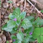 Stemodia verticillata Blatt