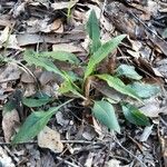 Solidago altissima অভ্যাস