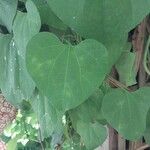 Aristolochia gigantea Leaf