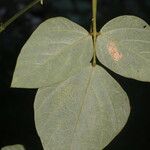 Desmodium purpusii Hoja