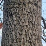 Carya tomentosa Bark