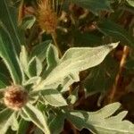 Centaurea collina Blad