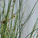 Juncus filiformis 果実