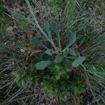 Bupleurum rigidum Leaf