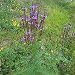 Verbena lasiostachys Yaprak