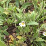 Euphrasia officinalisFlower