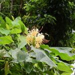 Hedychium ellipticum Habit