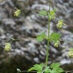 Thalictrum macrocarpum Alkat (teljes növény)