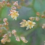 Polycarpaea smithii Цветок