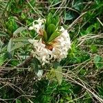 Daphne glomerata Flors