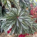 Begonia aconitifolia Levél
