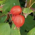 Crataegus coccinea ഫലം