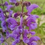 Salvia pratensisFleur