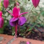 Fuchsia magellanica Цвят