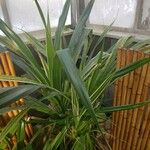 Pandanus tectorius 整株植物