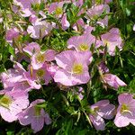 Oenothera speciosa Lorea